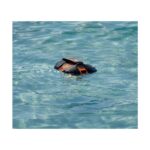 HOVERAir Aqua Wetsuit Protective Case Black for Drone Action Camera Board Mount
